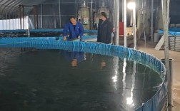 高产水产养鱼技术视频，如何高效养鱼？