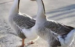 农村养灰天鹅技术视频，新手如何掌握关键养殖技巧与注意事项？