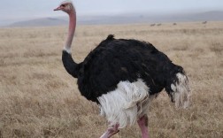 驼鸟品种主要分哪几类？