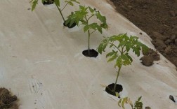 冬春西红柿育苗，关键技术有哪些？