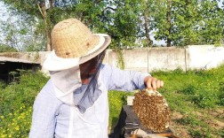 养蜂赚钱吗？技术好学吗？