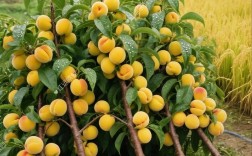 新品种桃树叫啥名？有图吗？