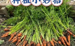 红萝卜种植技术有哪些关键要点？