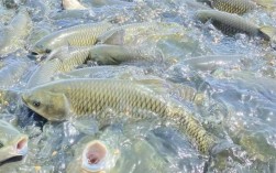 草鱼养殖技术要点有哪些？