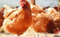 今日德州817毛鸡价格多少？