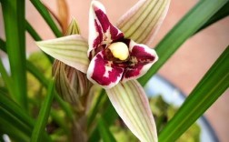 哪些兰花品种花朵最大？