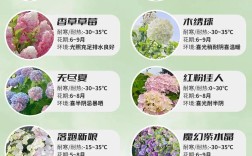 绣球十大品种有哪些？