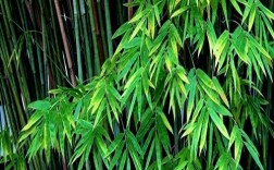 哪些竹子品种能食用？