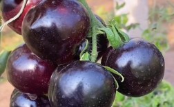 如何高效培育抗病种植品种？