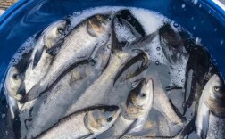 鳙鱼水库养殖新技术有哪些要点？