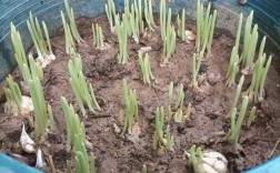 蒜黄种植选什么品种好？