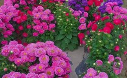 哪些翠菊花色好的品种值得推荐？