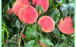 2025年桃子新品种有哪些？