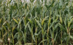 玉米成熟秸秆为何仍青？品种特性有何奥秘？