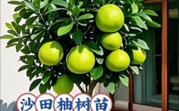 柚子树苗选啥品种好？