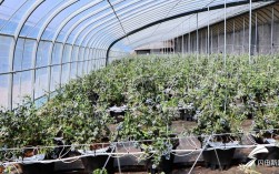 山东大棚蓝莓种植技术