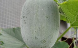 小冬瓜如何高效种植与管理？