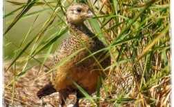 哪些山鸡品种适合养殖？