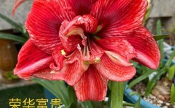 朱顶红最大品种是哪个？