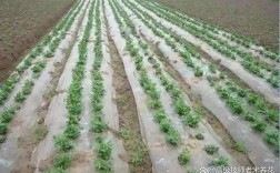 地膜棉花怎么种植技术