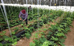 早春黄瓜咋种？视频教你关键技术