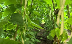 长架豆角种植技术视频