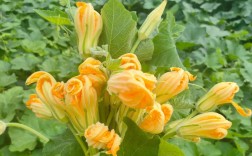 南瓜苗选什么品种好？