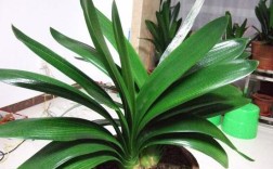 和尚君子兰是好品种吗？