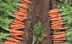 胡萝卜价格行情如何？一亩田最新行情？