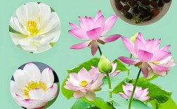 碗莲品种究竟有多少？