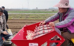 秋播大蒜如何高效栽培？