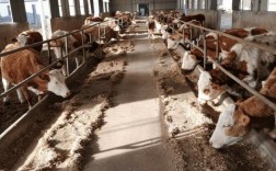 肉牛健康养殖技术前景如何？