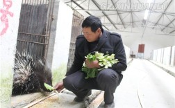 豪猪种苗现在价格多少？