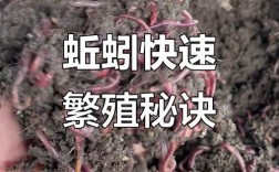 野生蚯蚓养殖技术有哪些要点？