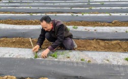 两膜土豆种植技术视频怎么学？