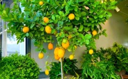 柠檬北方室内种植，关键技巧有哪些？