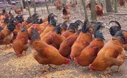 土鸡散养养殖技术关键点有哪些？