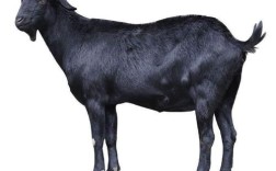 无角黑山羊品种有哪些？