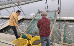 冬季野外捕捉青虾技术