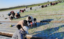 北方洋葱种植技术视频，如何高效种植？