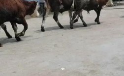 梁山县西门塔尔牛价格