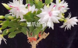 白色蟹爪兰具体品种是什么？