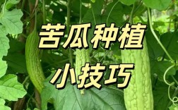 家庭盆栽苦瓜育苗技术