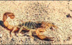 亳州中药市场蝎子价格现在多少？