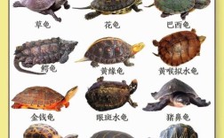 中国龟品种价格排名表