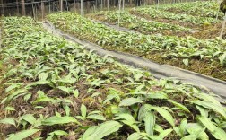 有机基质栽种药材，技术要点有哪些？