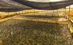 苏州牛蛙苗养殖技术有哪些关键点？