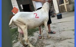 云南最好的奶山羊品种