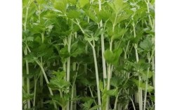 白芹菜种植技术视频有哪些要点？