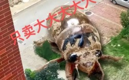 山东金蝉哪里价格最低？